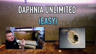 How I Raise Daphnia Water Fleas And You Can Too [upl. by Enayd]