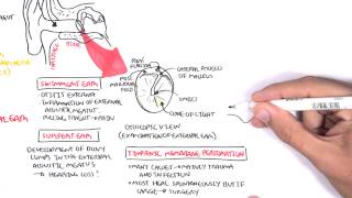 Anatomy  Middle Ear [upl. by Cedar251]