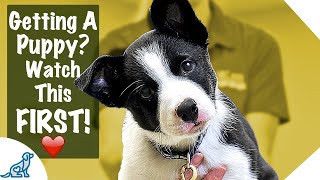 Puppy First Day Home Tips  Professional Dog Training Tips [upl. by Clio]