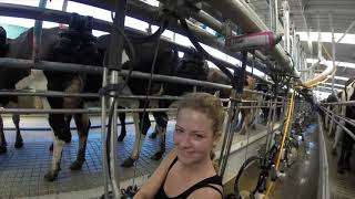 Dairy Farming in New Zealand [upl. by Evander]