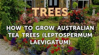 How to Grow Australian Tea Trees Leptospermum laevigatum [upl. by Ancell]