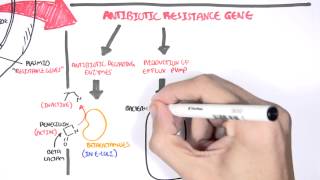 Microbiology  Bacteria Antibiotic Resistance [upl. by Hylton441]