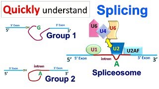 Splicing [upl. by Arlette]