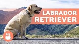 LABRADOR RETRIEVER  ALL About This Popular Breed [upl. by Ita]