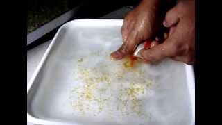 poisson rouge ponte oeufs  Hand Breeding Goldfish CLIP 01 [upl. by Lienet486]