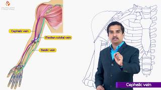 Cephalic vein  Gross anatomy of upperlimb medical animation  Dr G Bhanu Prakash [upl. by Greeley]