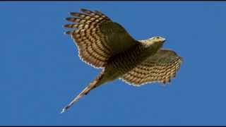 Sparrowhawk Bird Call Bird Song [upl. by Auqenat]