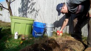 Planting a Chokecherry Tree [upl. by Bello]