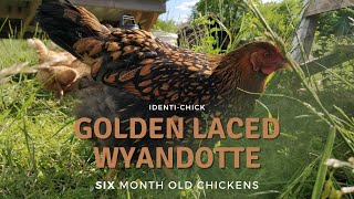 Golden Laced Wyandotte 6MonthOld Chickens [upl. by Nachison]