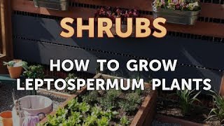 How to Grow Leptospermum Plants [upl. by Lester]