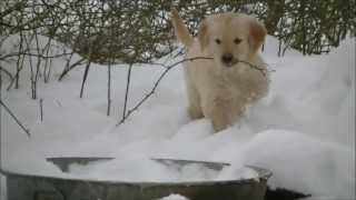 Adorable Golden Retriever Puppies in the Snow [upl. by Odnavres556]