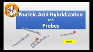 Nucleic Acid Hybridization and Probes [upl. by Neraj]