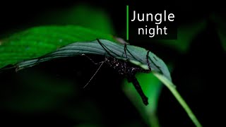 Rainforest sounds  Night in the Amazon jungle [upl. by Rrats]