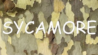 How to identify sycamore Platanus occidentalis  TREE ID 8 [upl. by Zohar]