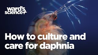 Caring and Culturing for Daphnia [upl. by Habas]