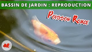 Bassin de jardin  Reproduction poisson rouge [upl. by Ul]