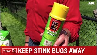 How To Keep Stink Bugs Away  Ace Hardware [upl. by Noella949]