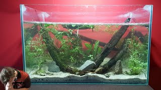 Aquascaping A Locally Sourced Tadpole Aquarium I tried [upl. by Inami]