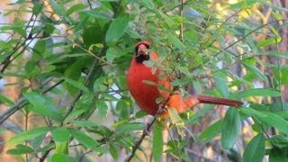 Northern Cardinal Calling  4 different calls [upl. by Dinny]