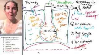 Breathing 7 Intrapleural pressure [upl. by Darken]