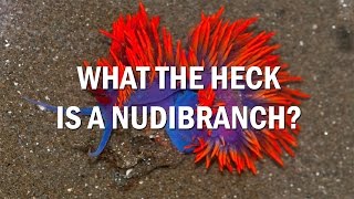 What is a Nudibranch [upl. by Singer945]