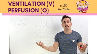 Ventilation V Perfusion Q Coupling [upl. by Ettore]