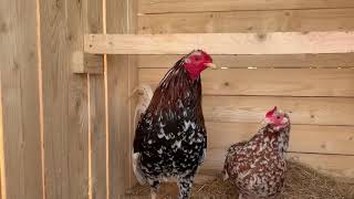 American Gamefowl Morgan whitehackles [upl. by Vasti]