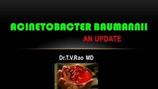 Acinetobacter baumannii PowerPoint Presentations [upl. by Goldner440]