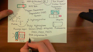 Part I  An Intro to Endothelial Dysfunction and Atherosclerosis [upl. by Nyla]