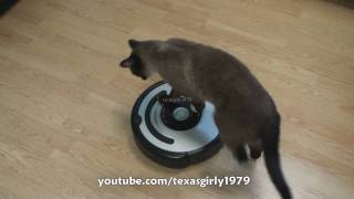 Cat shows HOW TO use iRobot Roomba Vacuum [upl. by Ruelle432]