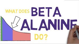 BETA ALANINE EXPLAINED  What is Beta Alanine [upl. by Bendite]