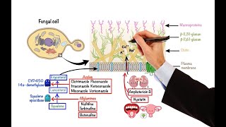 Pharmacology – ANTIFUNGAL DRUGS MADE EASY [upl. by Euqinay923]