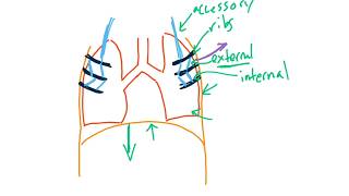 Breathing Mechanics for the USMLE Step 1 [upl. by Ecineg]