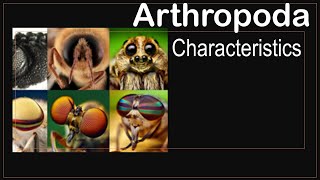 Arthropoda phylum characteristics [upl. by Newnorb]