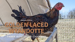 Golden Laced Wyandotte 3MonthOld Chickens [upl. by Swisher273]