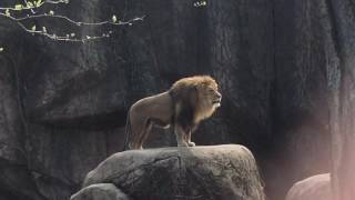 Epic Lion Roar at Lincoln Park Zoo [upl. by Thurmond11]