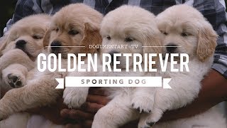 ALL ABOUT GOLDEN RETRIEVERS [upl. by Melisenda]