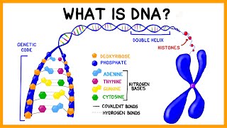 What is DNA [upl. by Goddart355]