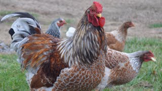 Blue Laced Red Wyandotte Chickens  Amazingly Handsome Egg Producers [upl. by Jar150]