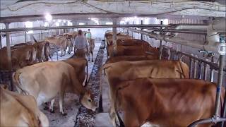 The Milking Process at our Farm [upl. by Lawry]