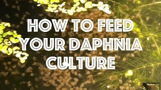 How To Feed Your Daphnia Culture [upl. by Goodman]