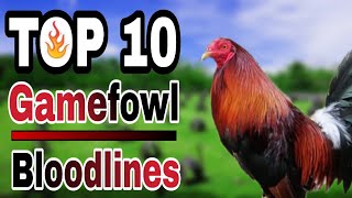 TOP 10 GAMEFOWL BLOODLINES [upl. by Trent275]