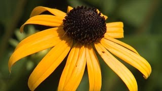 Rudbeckia [upl. by Eberle]