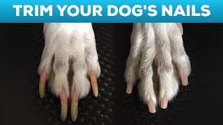 How to Cut Your Dogs Nails at Home STEP BY STEP AND TIPS [upl. by Brasca312]