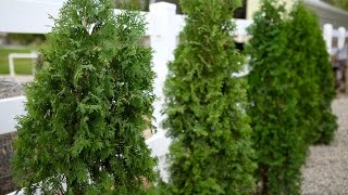 Planting A North Pole Arborvitae Hedge [upl. by Nnylatsirk]