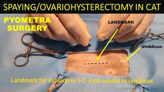 SPAYINGOVARIOHYSTERECTOMY IN CAT  PYOMETRA SURGERY IN CAT  SURGERY SERIES  VET ISMAEEL OFFICIAL [upl. by Yesiad]