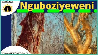 Nguboziyeweni uMhlunguthi [upl. by Arbua]