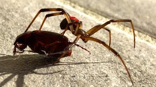 Small Redback Spider Catches Black Beetle EDUCATIONAL VIDEO [upl. by Marolda]