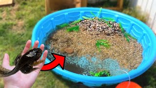 The DIY BACKYARD MINI POOL POND For TADPOLES [upl. by Eduardo635]