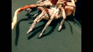 Incredible Zombie FungusAttacked Tarantula [upl. by Irdua547]